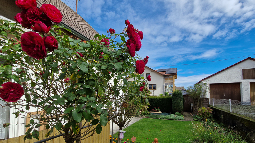 gepflegter Garten, die letzten Rosen haben im Dezember noch gebl�ht Einfamilienhaus Neenstetten