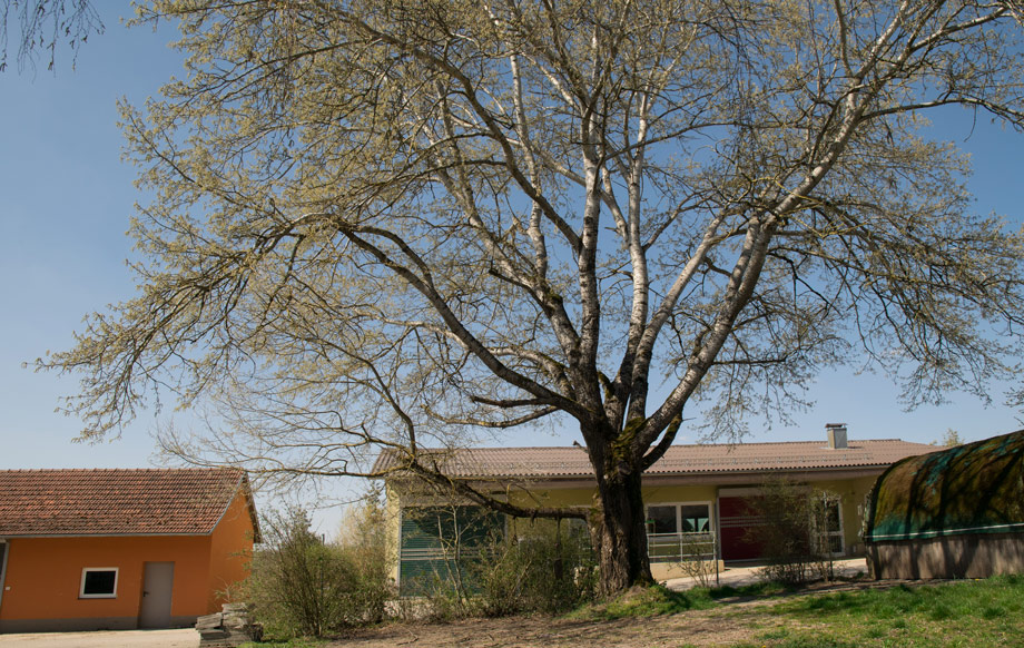 sch�ner Baumbestand Haus Gerabronn